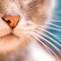 猫の『ヒゲ』が持っている重要な役割4選　知っておきたい知識や避けるべきNG行為まで