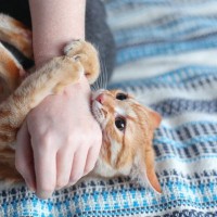 猫があなたの『手を攻撃してくる』ときの理由5選　襲いかかってくる心理や止めてもらう方法も