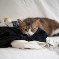 猫にとってたまらない『大好きなニオイ』5選　つい反応してしまう理由や活用法もご紹介