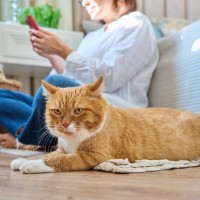 猫が『飼い主に嫌われた』と勘違いするNG行為4選　誤解が生まれる理由から関係回復のポイントまで