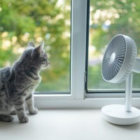 猫が『暑い』と感じているときにみせるサイン4つ　起こりうるトラブルから対処法まで解説