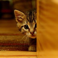 猫が『懐いてくれない人』に当てはまる特徴5つ　やりがちなNG行為や仲良くなるためのコツ