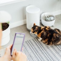 猫との暮らしが豊かになる『ペット家電』5選　あると便利な理由や使い方のポイントもご紹介