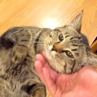 普段より甘えてくる子猫→ご飯をあげても見向きもせず…とんでもなく『愛おしい光景』が24万再生「たまらないね」「羨ましい」と反響