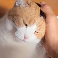 お出迎えをしてくれた三毛猫→『甘える気満々』で……たまらなく可愛い光景に「寄り道なんてできないね」「疲れも吹っ飛ぶね」と悶絶の声続出