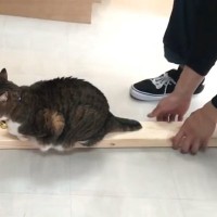 木材に乗る猫→気づかれずに『持ち上げられるか』挑戦してみた結果…爆笑の攻防戦が17万再生「ごまかし方ワロタｗ」「木の吸引力がすごい」