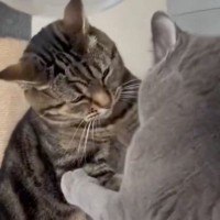 先輩猫から『にゃんプロ』を仕掛けられた後輩猫→近くにいた飼い主さんに…『可愛すぎる行動』に反響「本当に訴えてるｗ」「控え目なサインｗ」