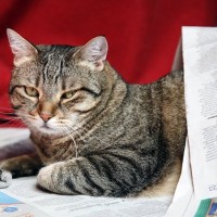 猫が『新聞やチラシ』に乗ってくる理由3つ　紙を好むのはなぜ？降りてもらいたいときの対処法も
