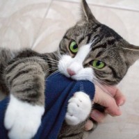 猫があなたの『腕に抱きついてくる』ときの理由4つ　どんな意味があるの？上手な対処法も