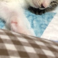 『3匹の子猫』がいっしょに眠った結果…たまらなく可愛い光景に「まさに天使」「本当に幸せな気持ちになった」と癒される人が続出
