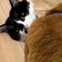 紙袋から顔だけ出していた猫→全く動かなくて…あまりにも『無』な様子に爆笑「覚悟を決めた目に見える」「まばたき忘れてるｗ」と22万再生
