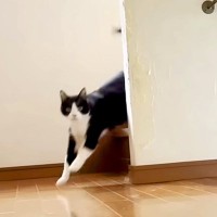 何匹もネコのいる家→階段の下から『１匹だけ』呼んでみたら…想定外な『笑える展開』に「愛すべきファミリー」「本人以外が先に来る」の声