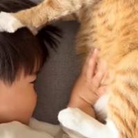 一緒に昼寝をしていた『猫と子ども』がお互いに…ニヤニヤが止まらない『尊すぎる光景』が74万再生「なんちゅう幸せな」「お互いに優しいね」