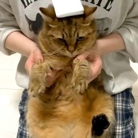 お手入れをするため、ネコを抱っこした結果→思った以上に『不満がダダ漏れの様子』に「ラッコみたい」「世話の焼ける可愛い子ちゃん」と反響