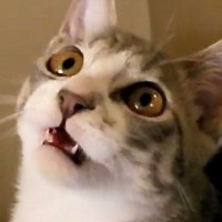 猫じゃらしの棒の部分で遊んだら…想像以上に『お喋りが止まらない猫の様子』が327万再生「なんて可愛いんだ」「もうたまらない」と悶絶の声
