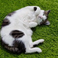 猫が『仰向け』で寝転がっているときの理由5つ　どんな意味があるの？上手な接し方まで