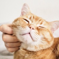 猫が『生きがい』を感じる瞬間3選　満足度を高める習慣や飼い主が心がけたいこと