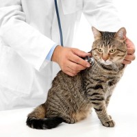 『猫風邪』にかかると表れる症状4つ　重症化するリスクも？主な原因や予防法まで解説
