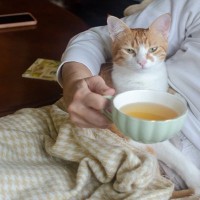 猫が『飼い主の体に乗ろうとする』ときの理由4つ　乗る場所から読み取れる心理や上手な接し方まで