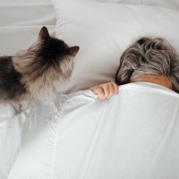 猫が『飼い主の枕』を使って寝たがる理由3つ　隠されている心理や上手な対処法もご紹介