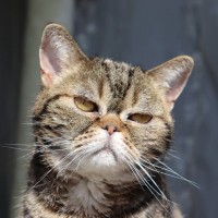 猫が頻繁に『頭を振る』ときの原因3つ　異常サインの可能性も？取るべき対処法まで解説