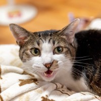 猫が『気まぐれ』な態度をみせる理由3つ　機嫌が左右される要因や上手な付き合い方のコツ