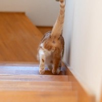猫の『おしり』に関連する危ない病気4選　放置してはいけない理由や早期発見するためのポイント