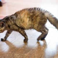 猫が『腰を低く』して歩くときの理由2つ　考えられる心理や注意すべきサインも解説