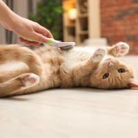 猫の『ブラッシング不足』で起きるトラブル5つ　放置するとどうなる？正しいお手入れの頻度も解説