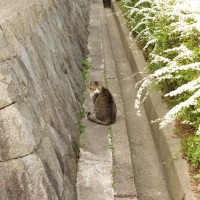 猫には『散歩』が不要な理由5つ　屋外に出すリスクや安全に発散する方法も