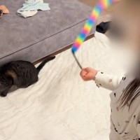 女の子が歌いだした次の瞬間、近くにいた猫が…完璧に『合いの手』をいれる『尊すぎる光景』に「信じられない」「一緒に歌ってる」と反響