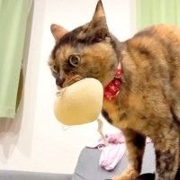 夜、突然覚醒したネコ→急遽撮影したら…可愛すぎて『ずっと見ていたくなる光景』が話題「フミフミ中の目がガチ」「寂しがり屋の甘えん坊さん」
