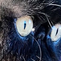 ぺちゃ顔猫の『ヒゲ』が伸びた結果…想像以上に『ファンタジー感満載な光景』に２万いいね「特殊能力がありそうｗ」「存在感がすごい」