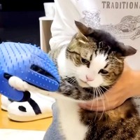 爪切りが嫌で暴れるネコ→息子が現れたと思ったら…想像以上の『神対応』に「かっこよすぎるやろ…」「レスラーみたいになるのおもろ」と反響