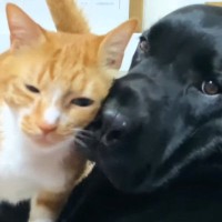 全力で愛情表現をしてくる『愛が重すぎる猫』に大型犬は…微笑ましい『攻防戦の様子』に「しつこさに笑ったｗ」「好きが止まらないｗ」と反響