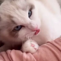 噛んできた猫を『猫語で叱ってみた』結果…信じられないほど上手い『鳴き真似』と『驚きの展開』に「レベルが高すぎるｗ」「凄い」と33万再生