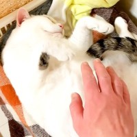 ママに撫でられてうっとりする猫→パパも参加すると…切なすぎる『態度の豹変っぷり』が話題「お父さんはダメなんだね」「好き嫌いがハッキリ」