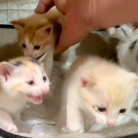 好奇心旺盛な４匹の子猫→ペットシーツを直そうと、ケージの扉を開けた瞬間…『コントのような光景』が話題「エンドレスかと」「無限ループｗ」