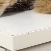 外の空気を『ウキウキで楽しんでいた猫』→雨で窓を閉められた結果…明らかな『表情の変化』に「100点満点ｗ」「想像以上だった」と爆笑の声