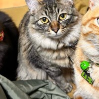 集まってきた3匹の猫→真ん中の子の『頭』を見たら…予想外の『武士がいる瞬間』に「間違いなくいるｗｗ」「江戸時代の方なのかな」と爆笑の声