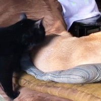 『お昼寝中の柴犬』のもとに『猫』がやってきた結果…笑ってしまう瞬間が104万再生「慣れた感が伝わってきたｗ」「結構ガッツリいってるｗ」