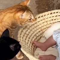 猫たちが初めて『赤ちゃん』を見た結果…さまざまな反応を見せる『微笑ましい光景』が10万再生「近衛隊結成かなｗ」「もう癒ししかないｗ」