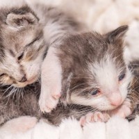 瀕死の状態で『庭にいた子猫たち』→保護から約３年が経過すると…劇的な『ビフォーアフター』に「風格がすごい」「立派になったね」と反響