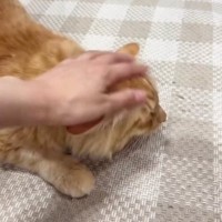 『可愛い』と言いながら『兄猫を撫でている』と…妹猫がとった『まさかの行動』に「絶対わかってるｗ」「名前を勘違いしてそうｗ」と笑う人続出