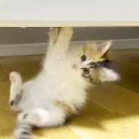 ベッドの下で遊ぶ子猫→テンションが上がりすぎて、お尻が…目が釘付けになる『尊い光景』に「可愛いとしか言いようがない」「最高だね」の声