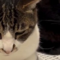 小刻みに揺れる2匹の猫→『乗っている場所』に注目すると…まさかの光景が518万再生「顔が素晴らしすぎるｗ」「脂肪を分解してるね」と話題