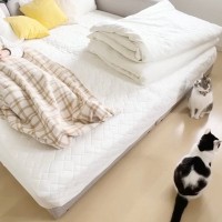 パパが風邪で寝込んでいると…猫たちが見せた『優しさ溢れる行動』にほっこりする人が続出「温かい気持ちになった」「心配なんだね」