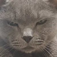 年を取って『狂暴な猫』が落ち着いたかと思ったら…パパがツンツンしてみると→笑ってしまう展開に「元気でええなｗ」「期待を裏切らない」の声
