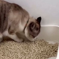 トイレを使っていた猫→終わった後の行動を見ていると…思わずツッコミたくなる光景が11万表示「わかるわかるｗ」「触りたくないのかなｗ」