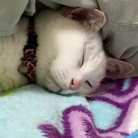 お布団に入って『スヤスヤと眠っていた猫』…可愛すぎる『寝相』に癒される人が続出「気持ちよさそうだねぇｗ」「直角ができてるｗ」
